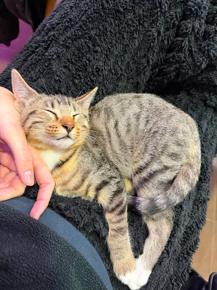 Adopción responsable