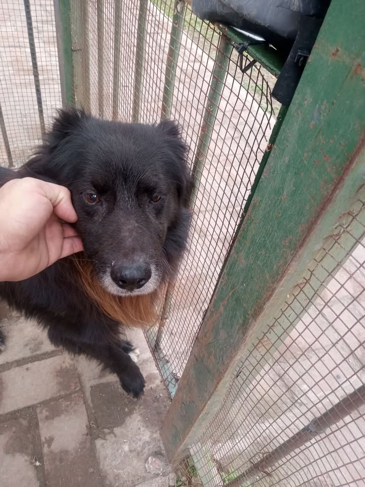 Adopción o tránsito urgente