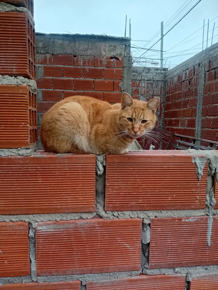Adopción responsable