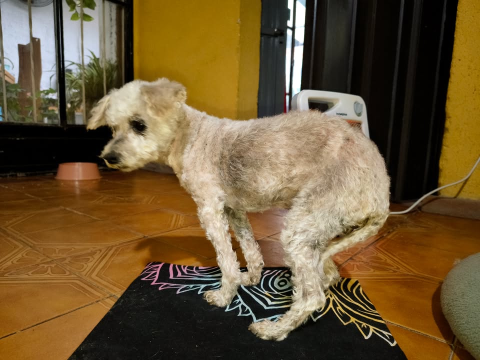 ¿De quién es esta perrita?