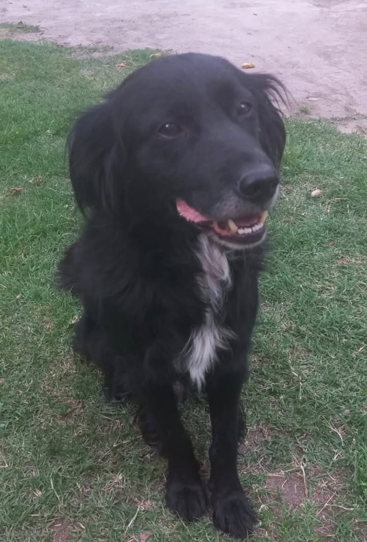 Vladimir