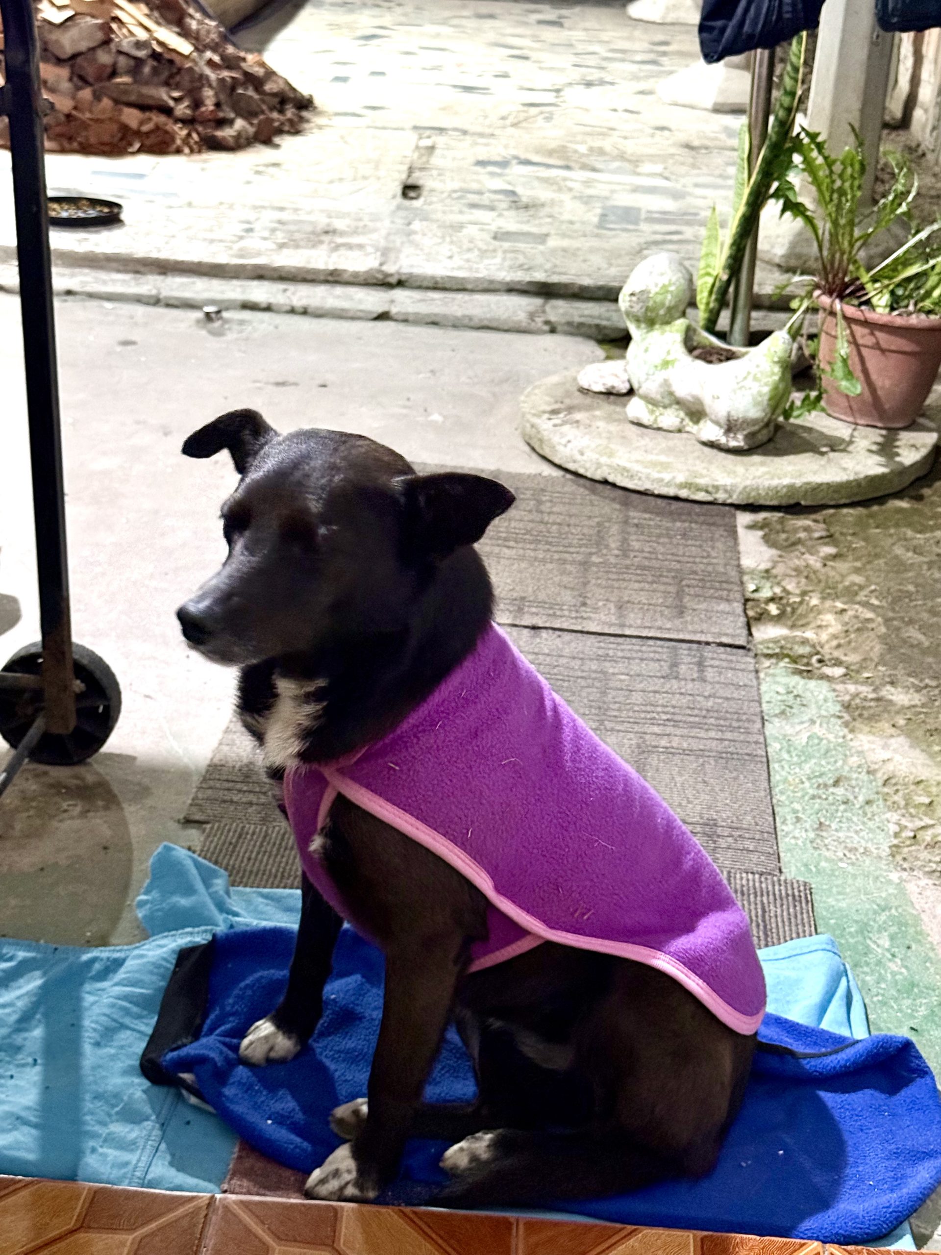 Adopción o tránsito urgente