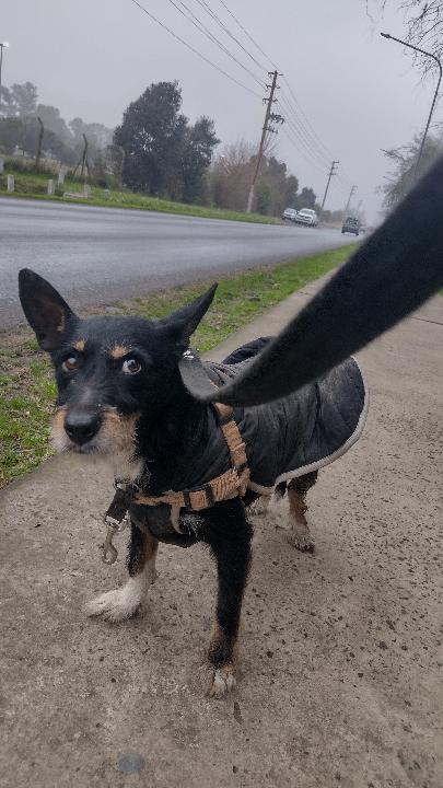 ¿De quién es este perrito?