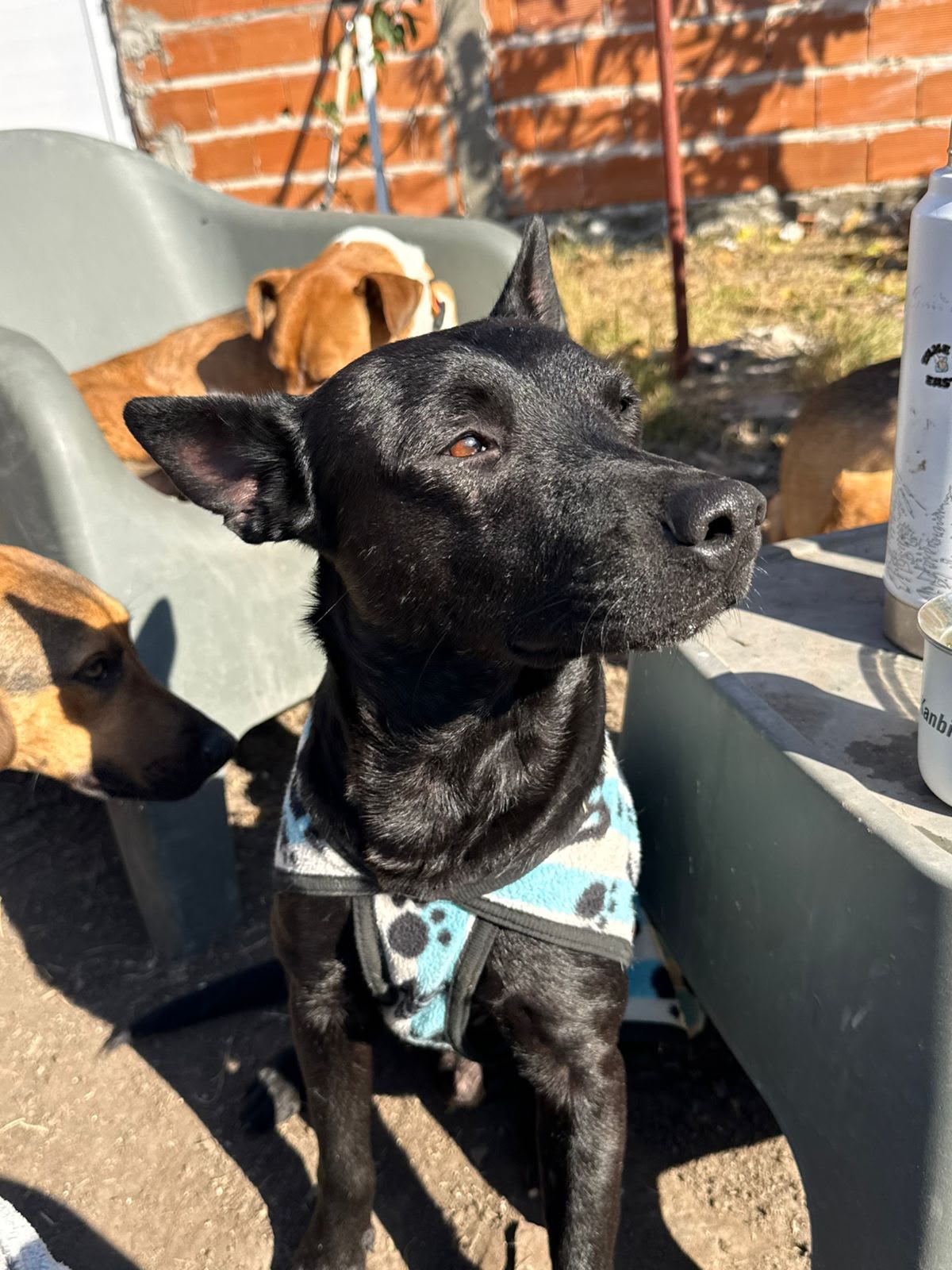 Adopción responsable