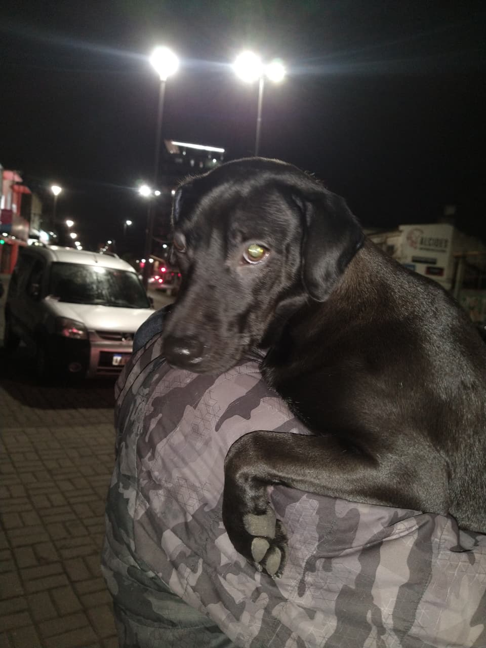 ¿De quién es esta perrita?