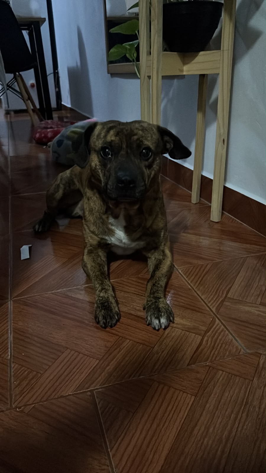 ¿De quién es este perrito?