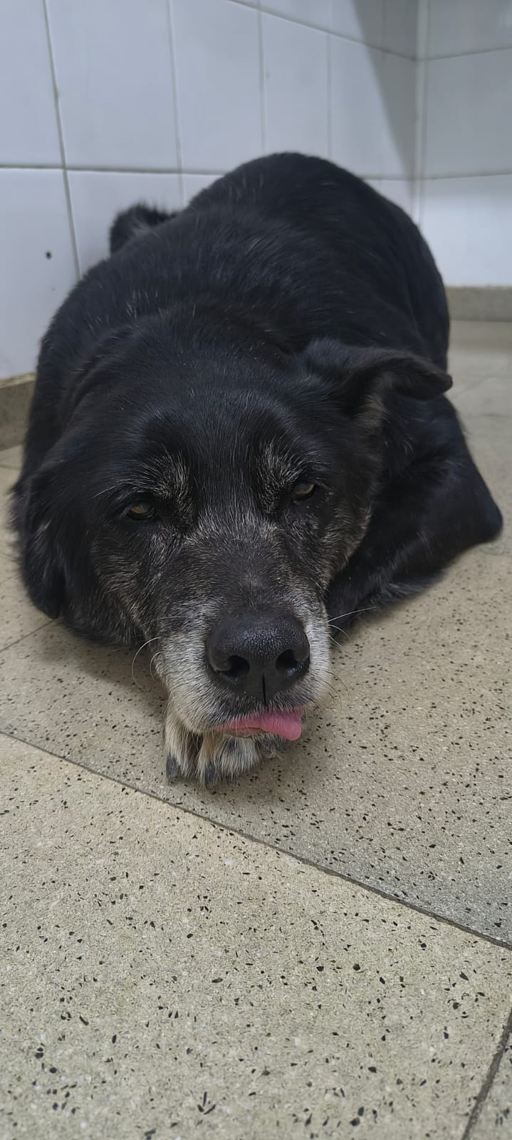 ¿De quién es esta perrita?