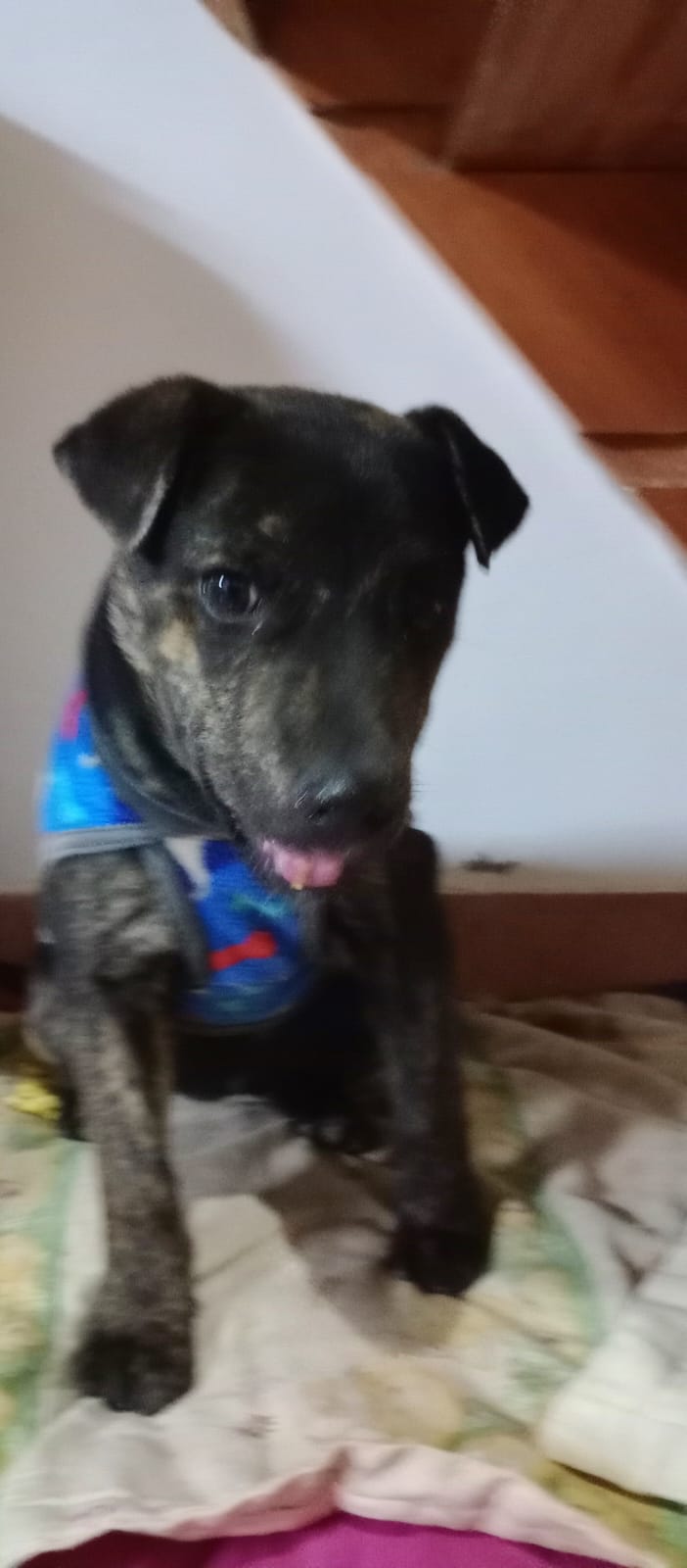 ¿De quién es esta perrita?