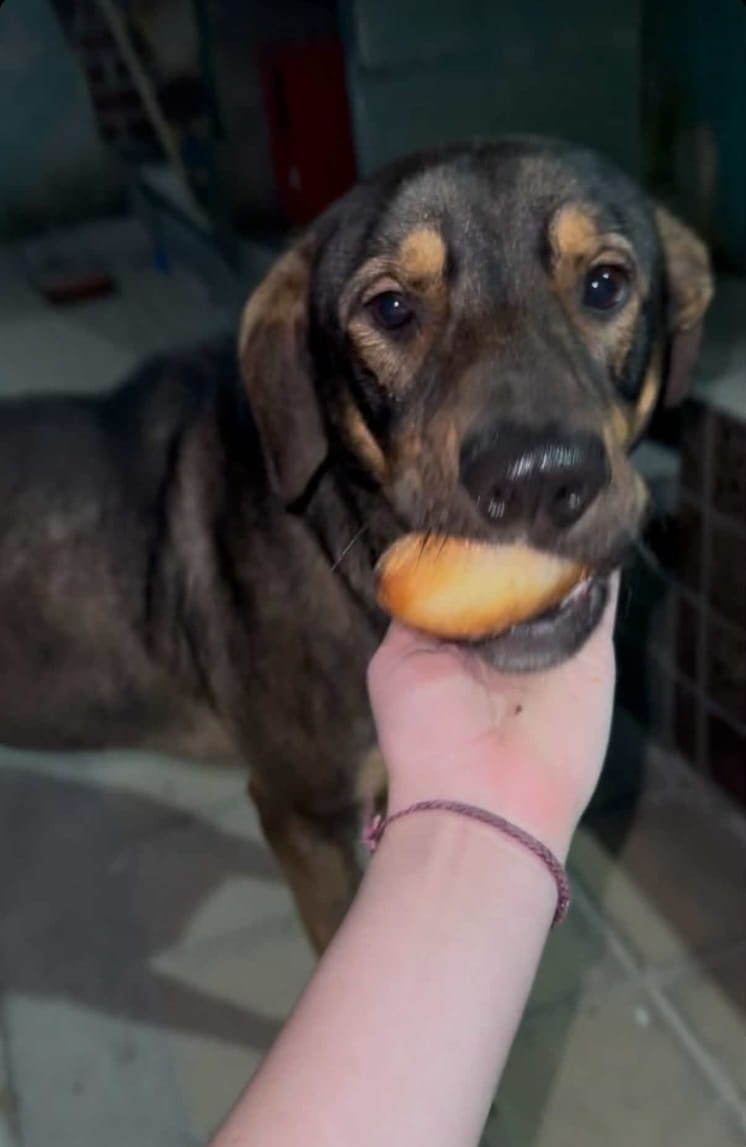 Adopción responsable