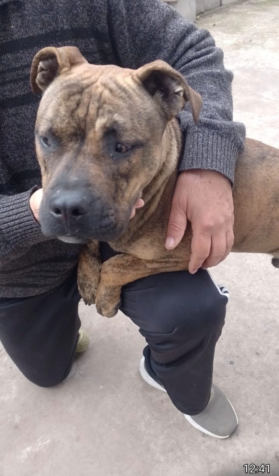 ¿De quién es este perrito?