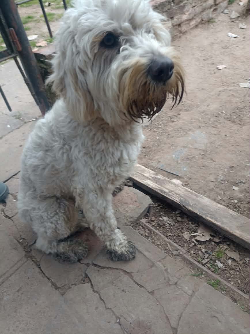 ¿De quién es este perrito?