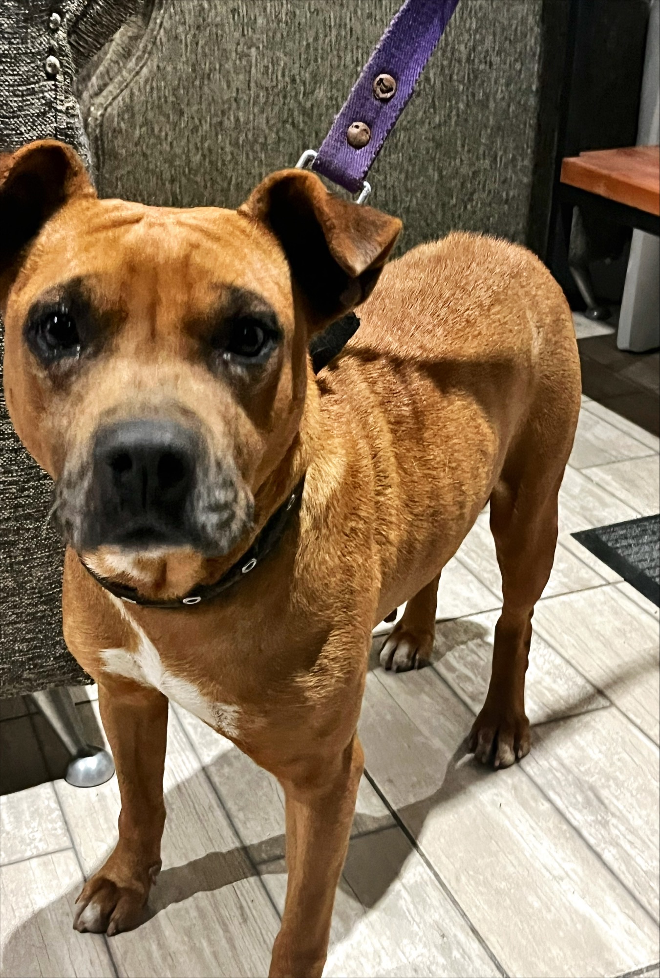 Adopción o tránsito urgente