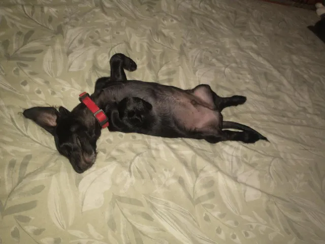 Adopción responsable