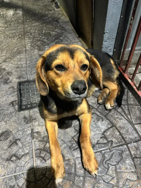¿De quién es este perrito?