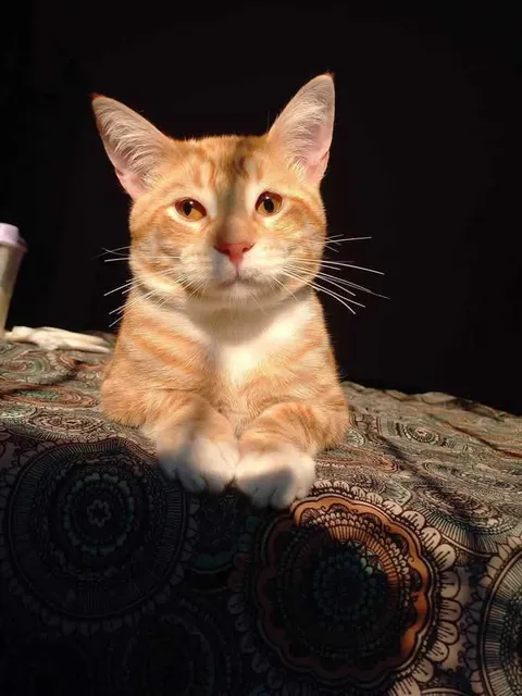 Zeus