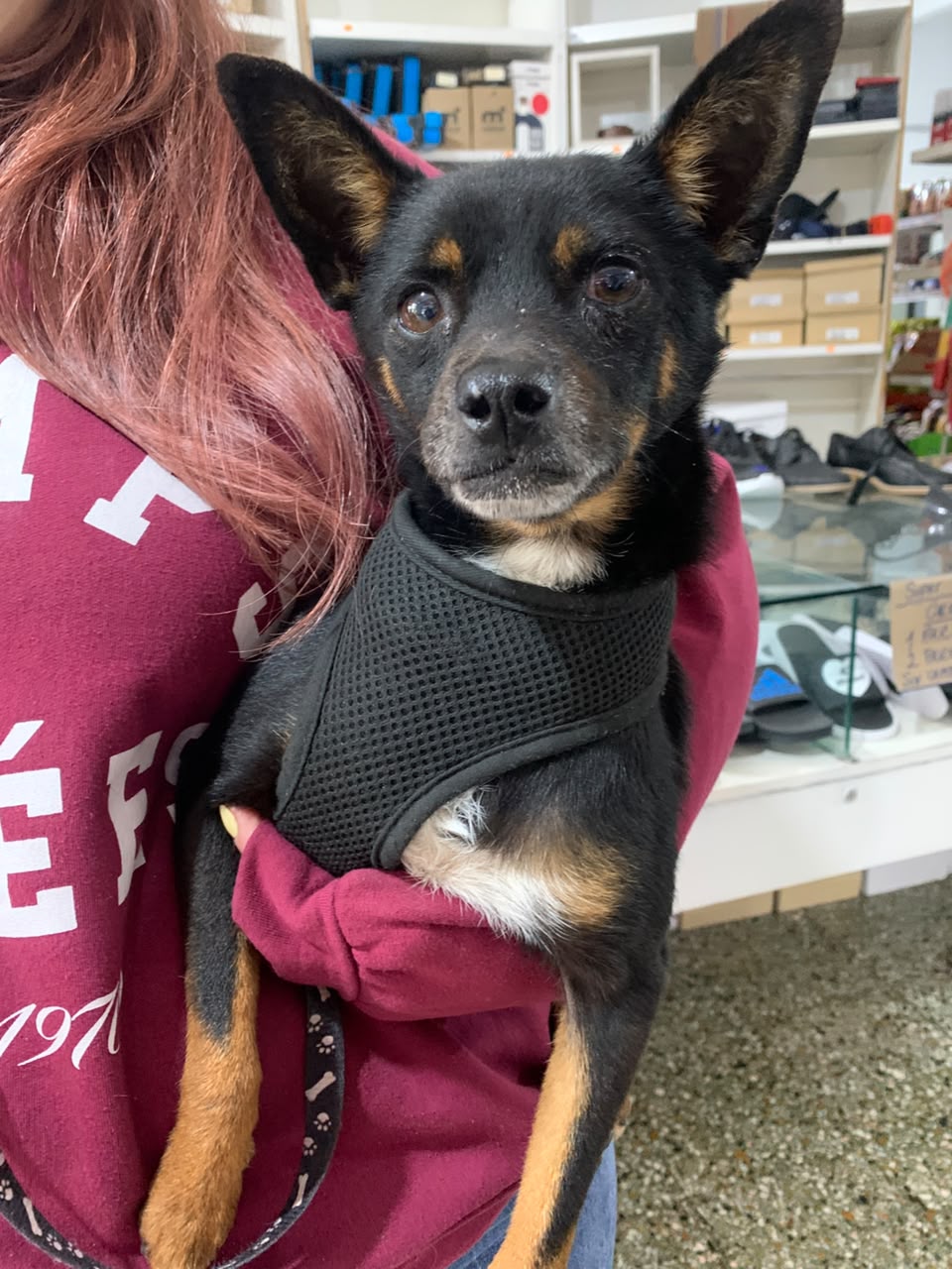 ¿De quién es este perrito?