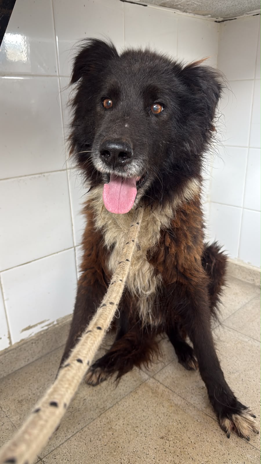 ¿De quién es este perrito?