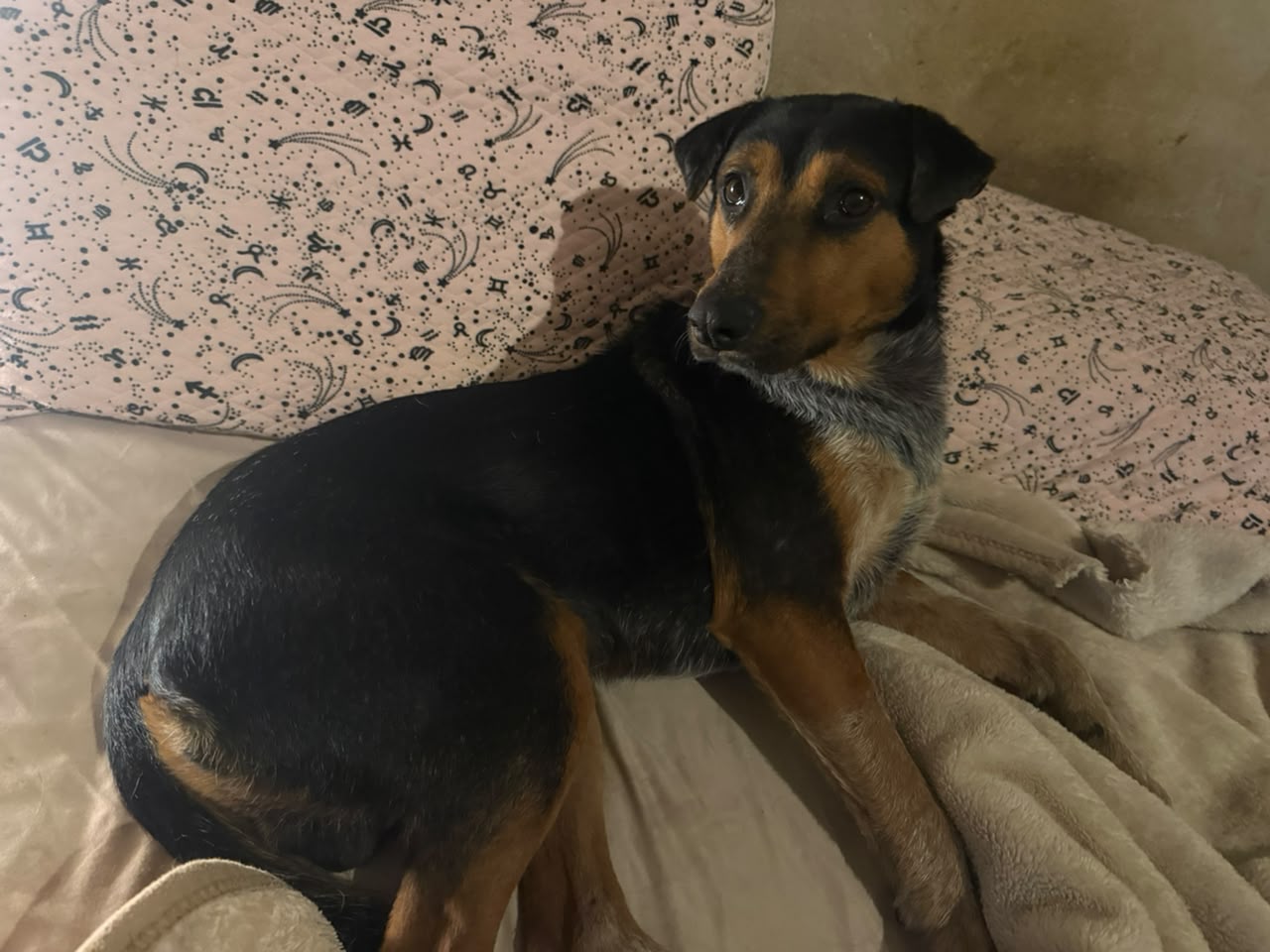 Adopción responsable