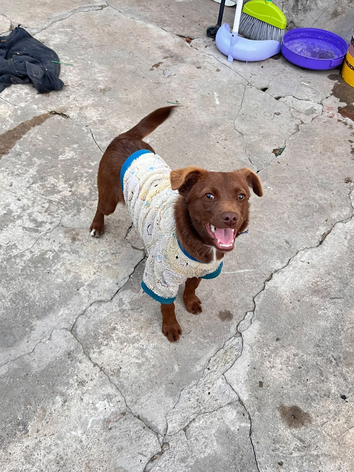 Adopción responsable