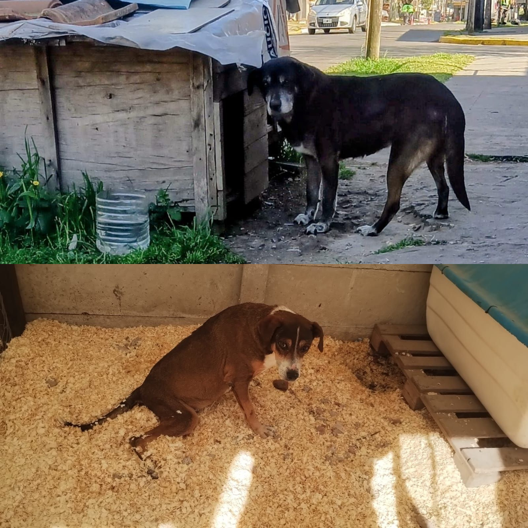Adopción responsable
