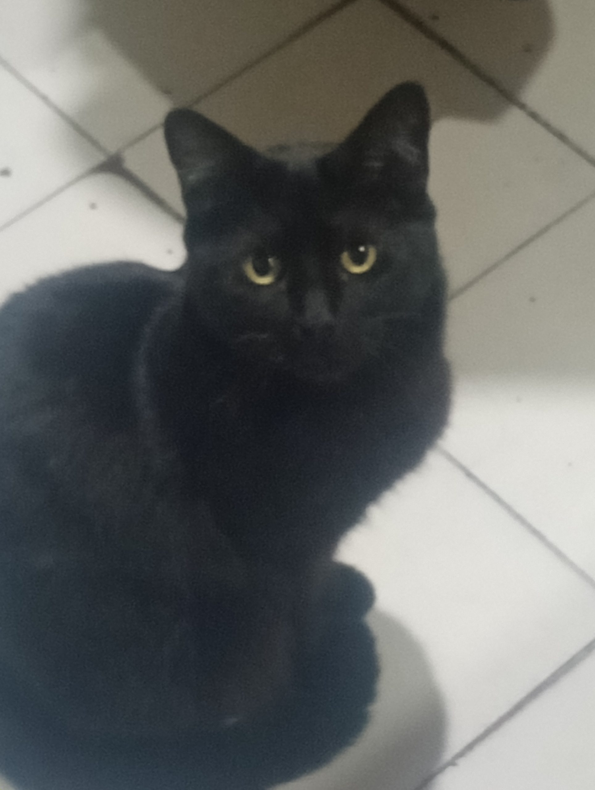Adopción responsable