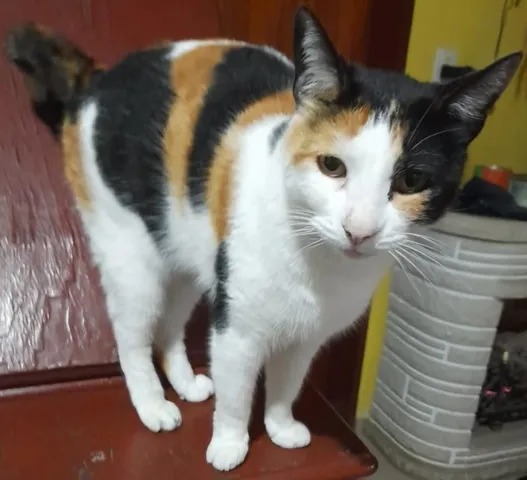 Amorosa