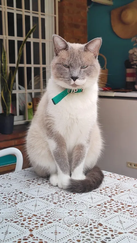 Lio