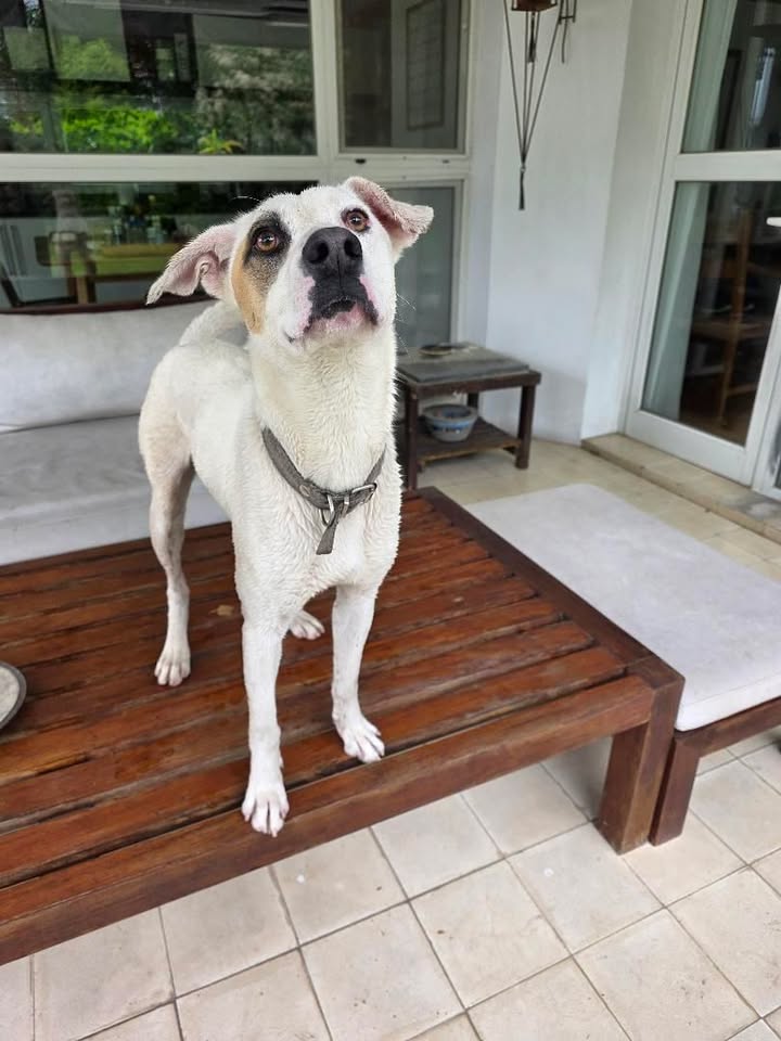 ¿De quién es este perrito?