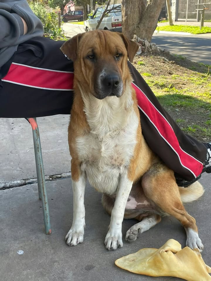Adopción o tránsito urgente
