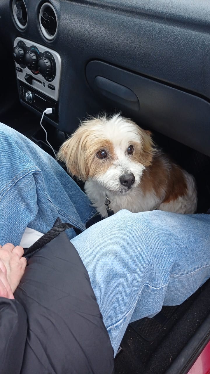 Adopción responsable