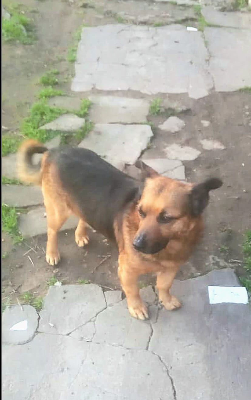 Adopción o tránsito urgente