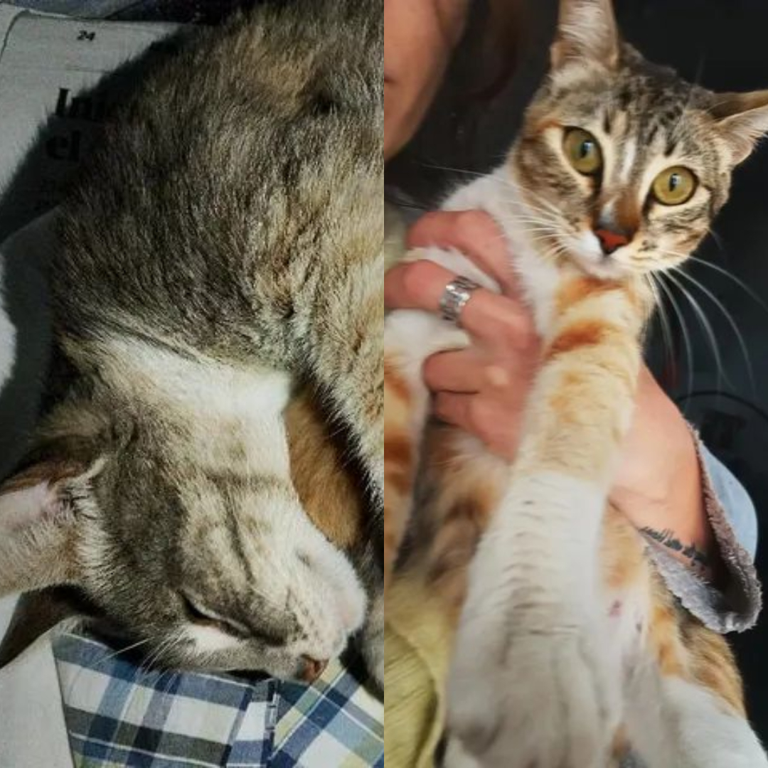 Adopción o tránsito urgente