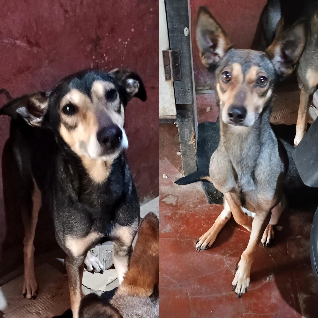 Adopción responsable
