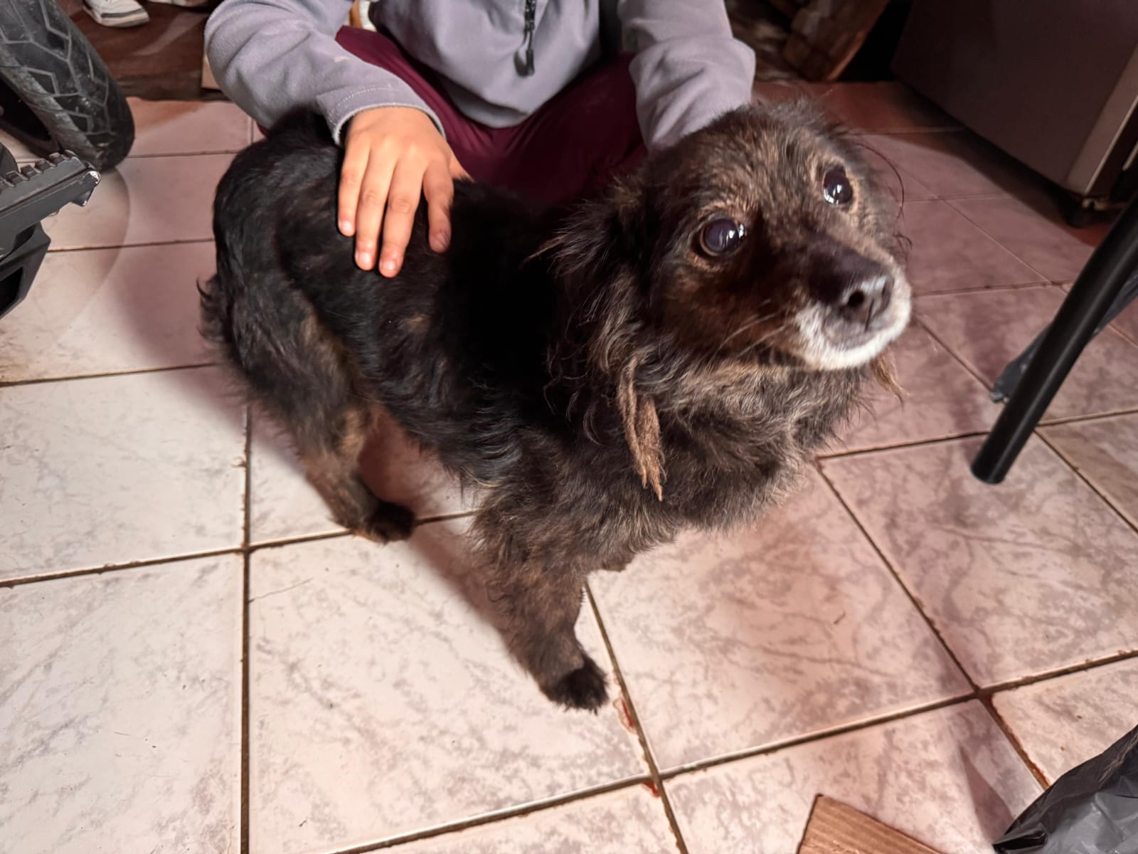 Adopción responsable