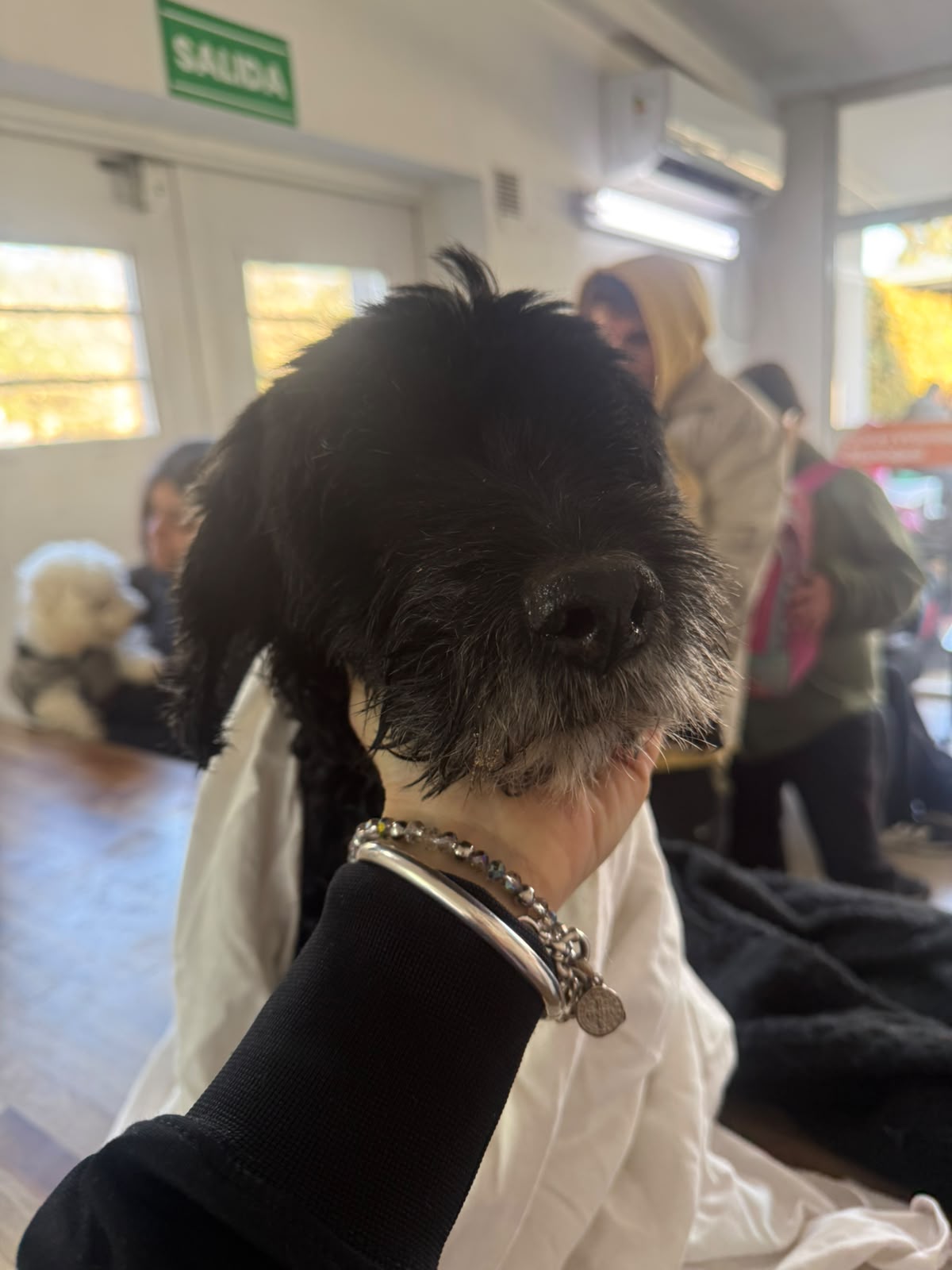 ¿De quién es este perrito?