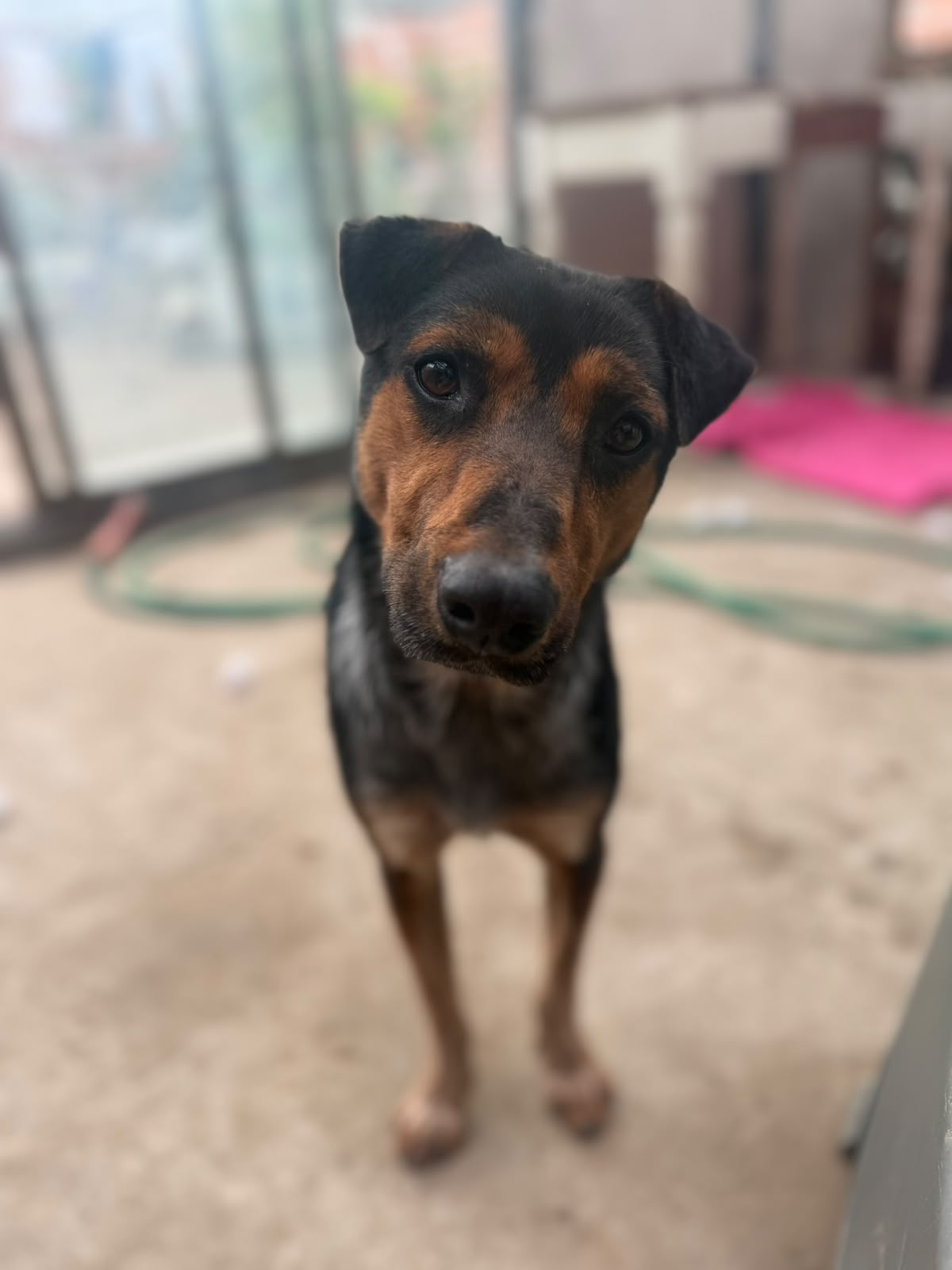 Adopción responsable
