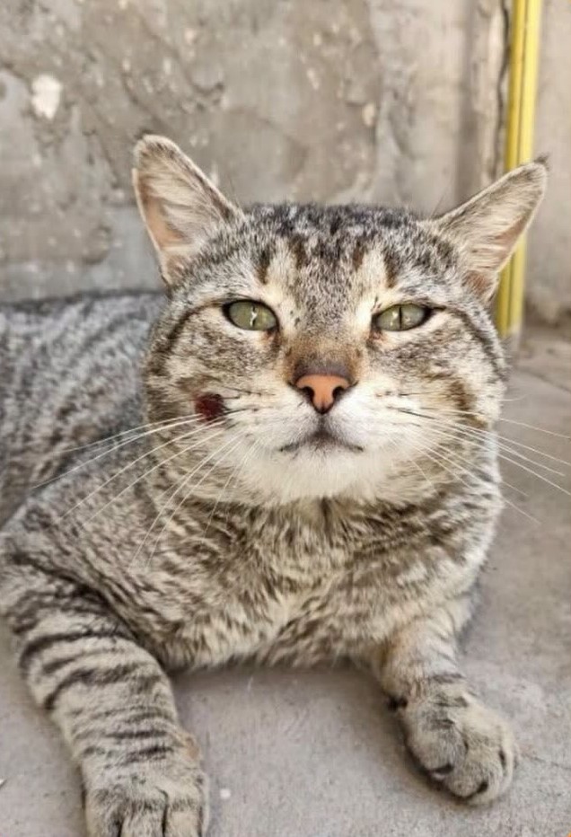¿De quién es este gatito?