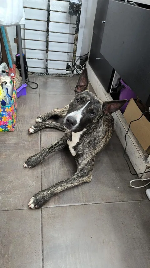 ¿De quién es este perrito?