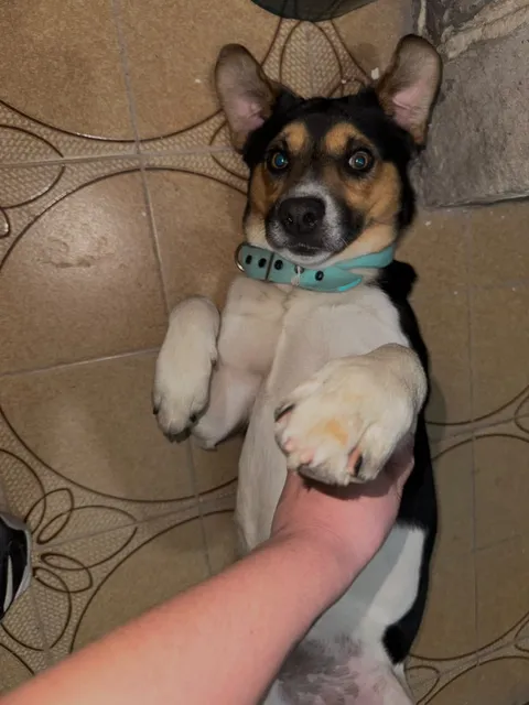 Adopción responsable