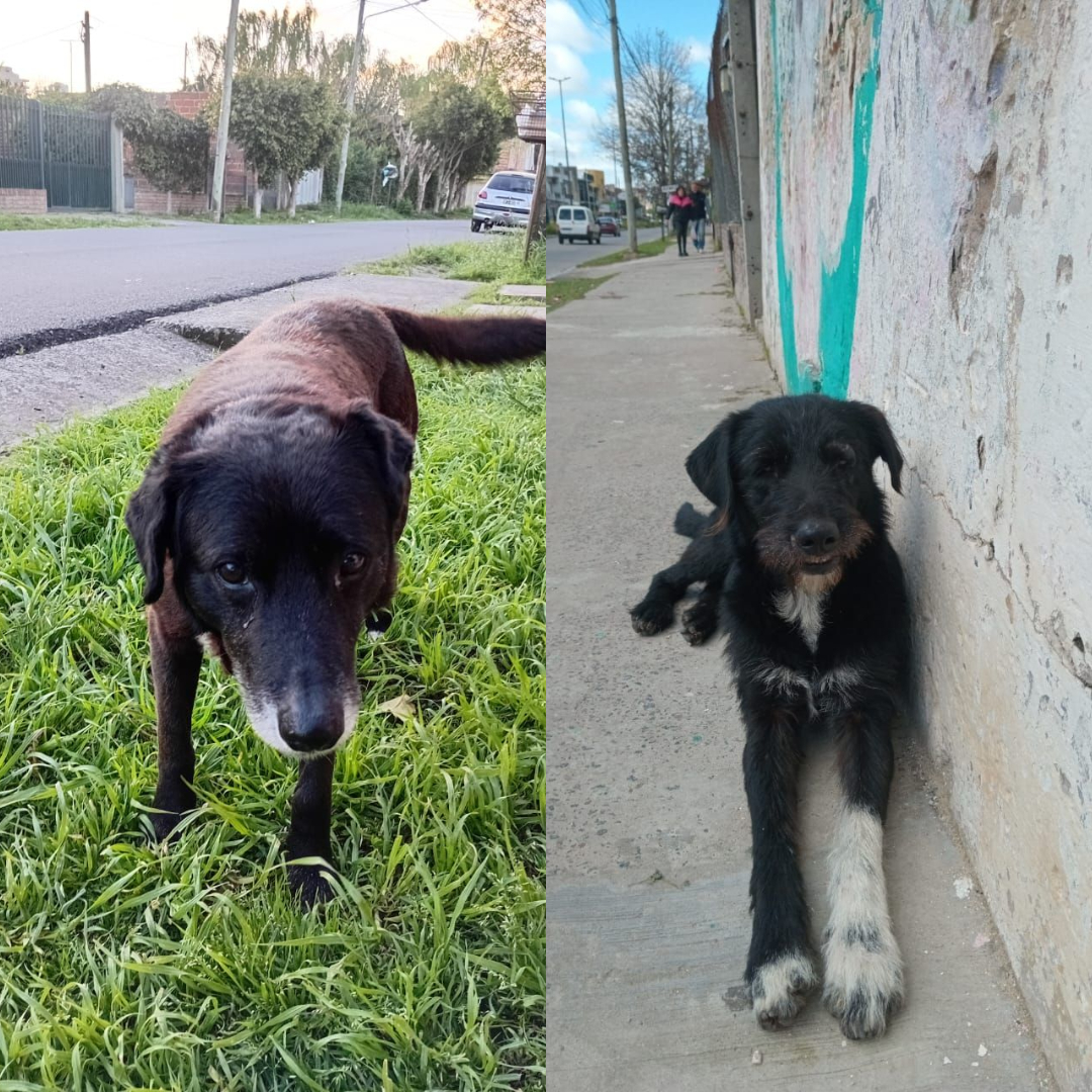 Adopción o tránsito urgente