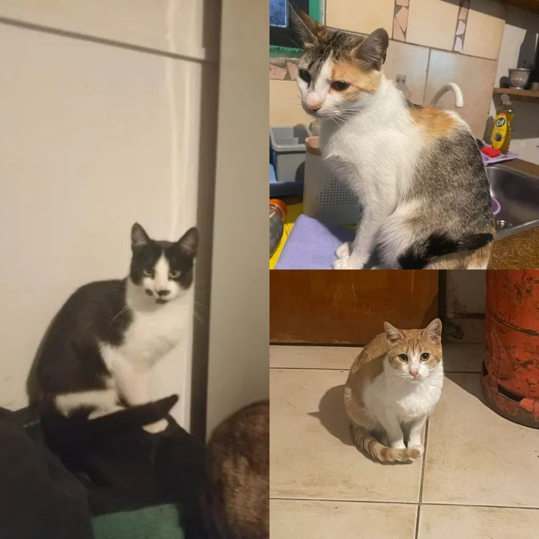 Adopción responsable