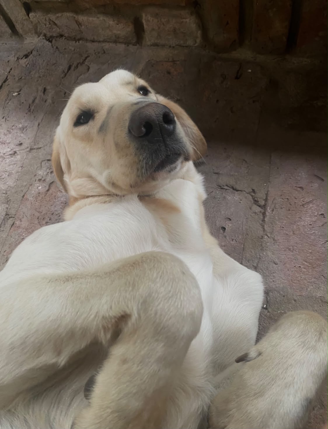 Gordo