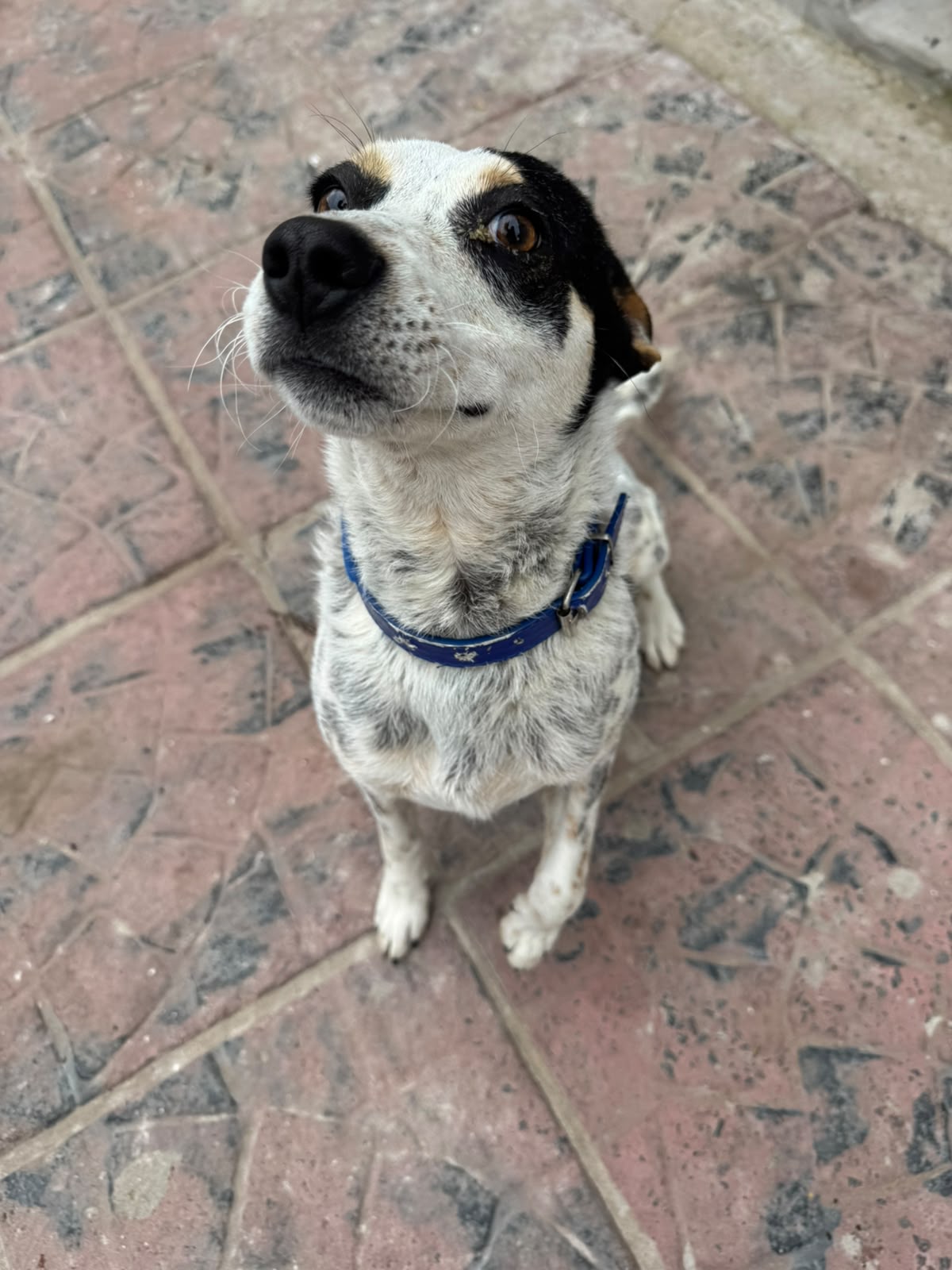 Adopción responsable