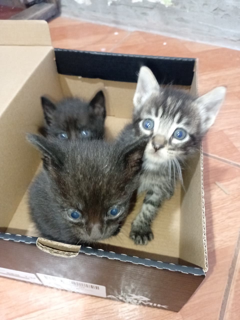 Adopción o tránsito urgente