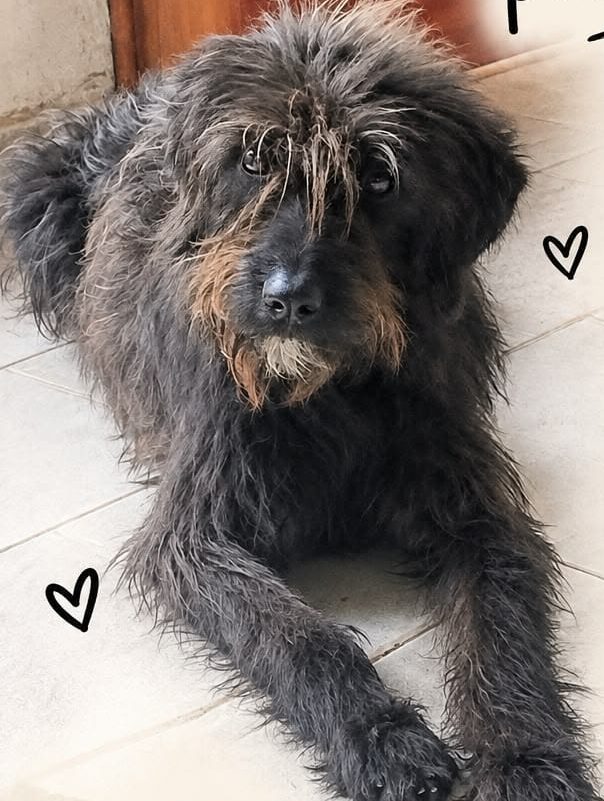 Adopción responsable
