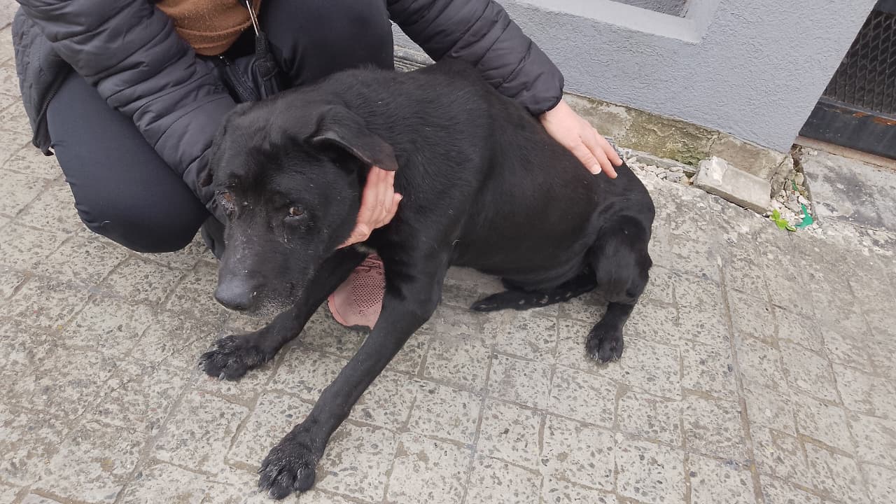 ¿De quién es este perrito?